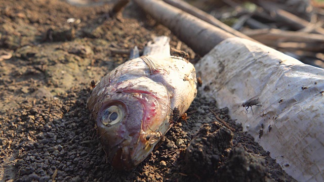 4K:死鱼和苍蝇视频素材