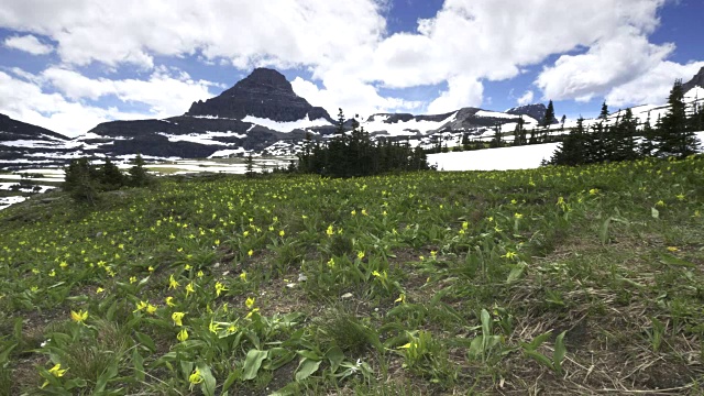 在冰川国家公园的洛根山口盛开的冰川百合花草地视频素材