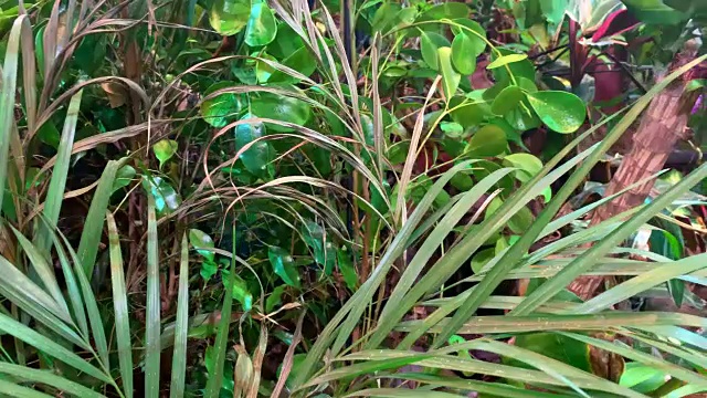 热带雨林中的热带植被视频素材