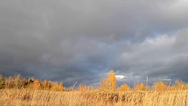 戏剧性的天空。沉重的乌云。枯黄的草被风吹得摇曳着。有黄色叶子的桦树等待暴风雨。视频素材