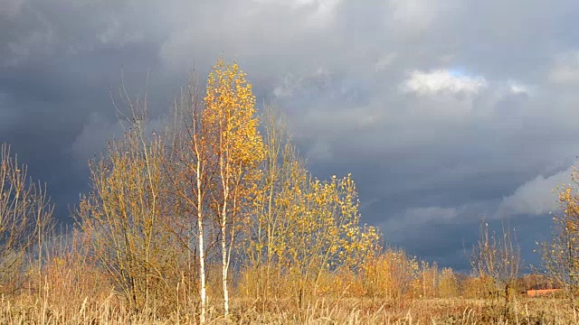 戏剧性的天空。沉重的乌云。枯黄的草被风吹得摇曳着。有黄色叶子的桦树等待暴风雨。视频素材