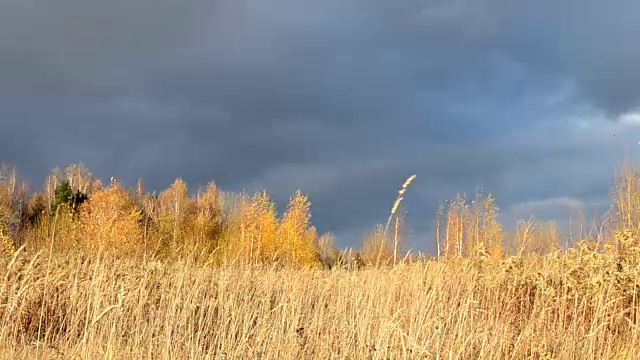 戏剧性的天空。沉重的乌云。枯黄的草被风吹得摇曳着。有黄色叶子的桦树等待暴风雨。视频素材