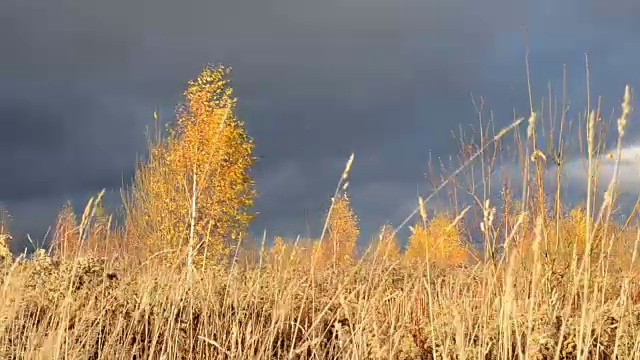 戏剧性的天空。沉重的乌云。枯黄的草被风吹得摇曳着。有黄色叶子的桦树等待暴风雨。视频素材