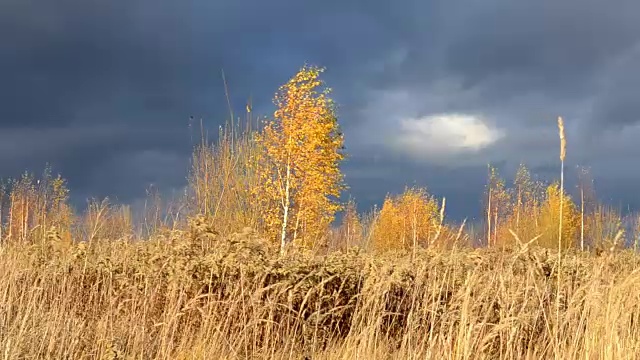 戏剧性的天空。沉重的乌云。枯黄的草被风吹得摇曳着。有黄色叶子的桦树等待暴风雨。视频素材