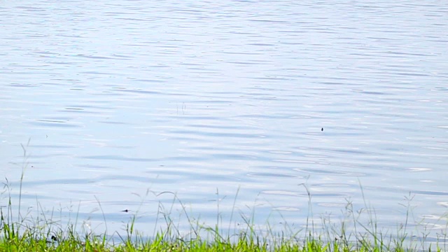 海岸边的草和水面背景美丽的河流与波浪地平线表面纹理视图。视频素材