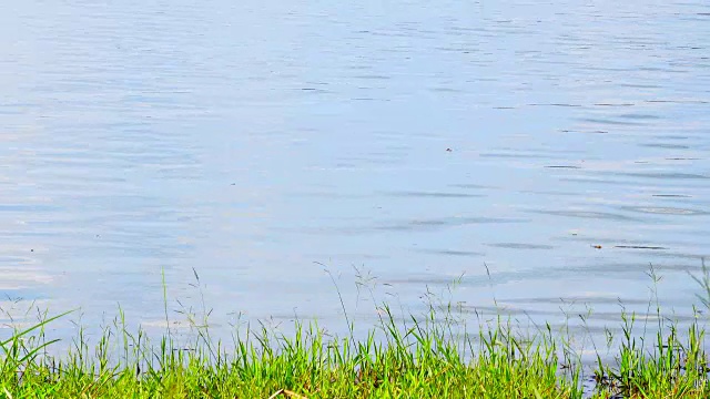 海岸边的草和水面背景美丽的河流与波浪地平线表面纹理视图。视频素材