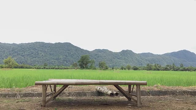 一片绿色的稻田视频素材