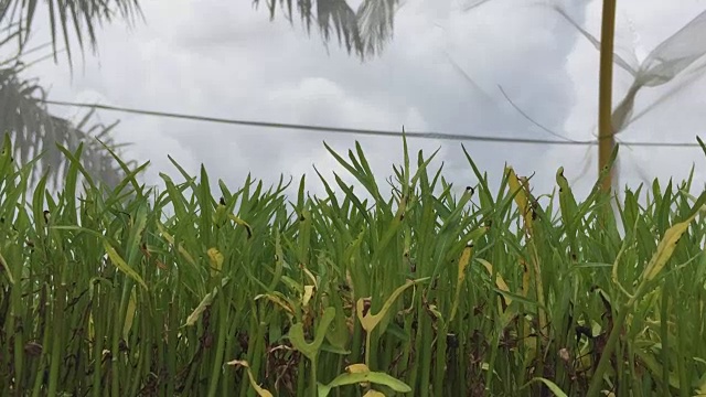 特写绿色牵牛花视频素材