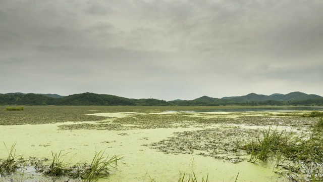 昌宁郡的Upo湿地(韩国最大的天然湿地之一)视频素材