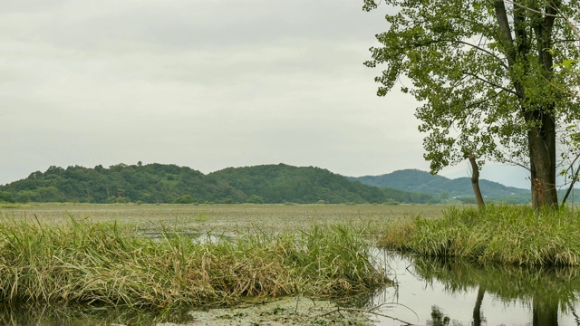 昌宁郡的Upo湿地(韩国最大的天然湿地之一)视频素材