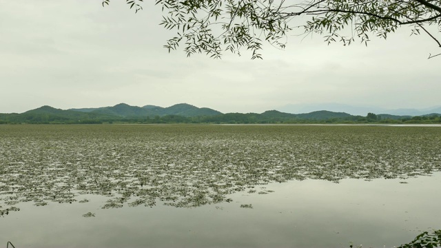 昌宁郡的Upo湿地(韩国最大的天然湿地之一)视频素材