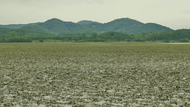 昌宁郡的Upo湿地(韩国最大的天然湿地之一)视频素材