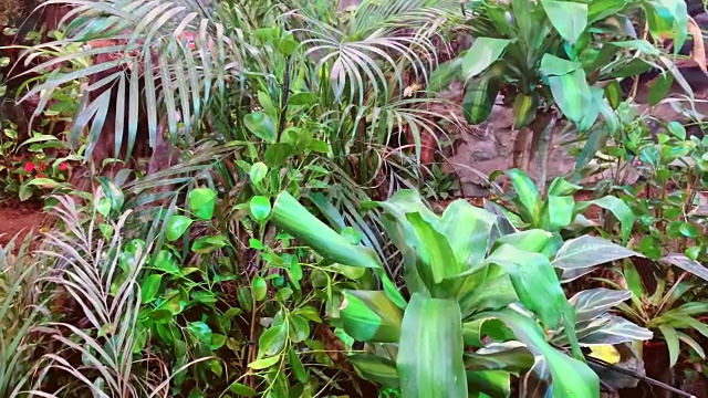 热带雨林中的热带植被视频素材