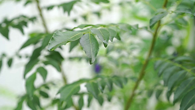 咖喱叶植物视频素材