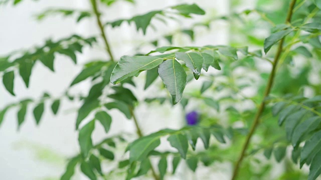 咖喱叶植物视频素材