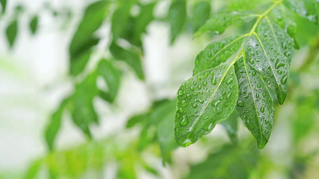 雨滴落在咖喱树叶上视频素材