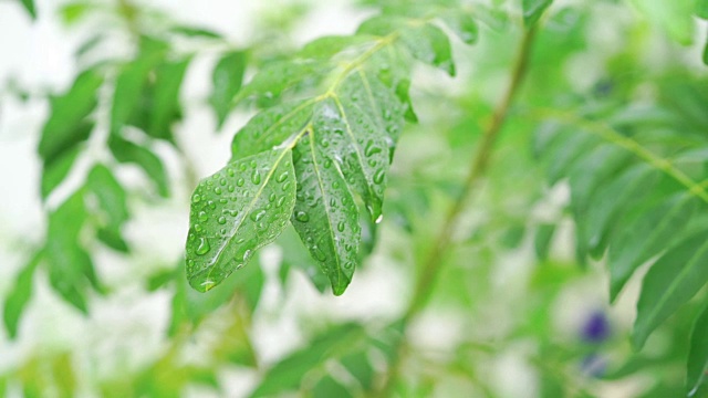 雨滴落在咖喱树叶上视频素材