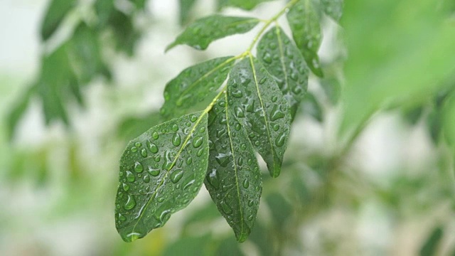 雨滴落在咖喱树叶上视频素材