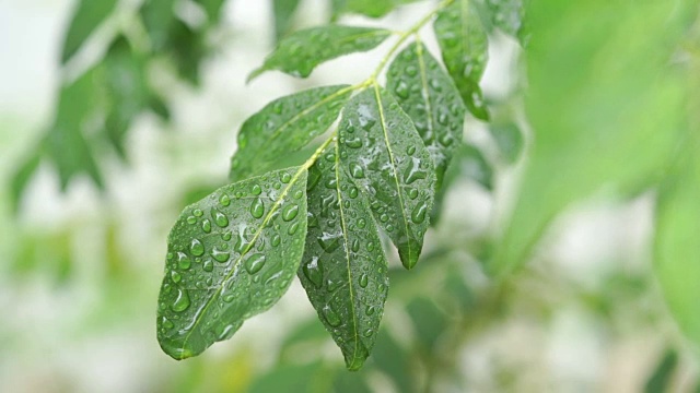 雨滴落在咖喱树叶上视频素材