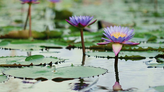 美丽的紫莲花、荷塘里的荷花视频素材