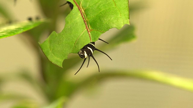 想法leuconoe卡特彼勒视频素材