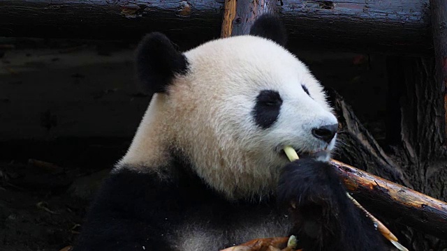 大熊猫吃竹子视频素材