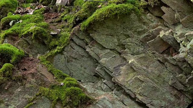 欧洲德国莱茵兰-普法尔茨石英岩上的苔藓视频素材