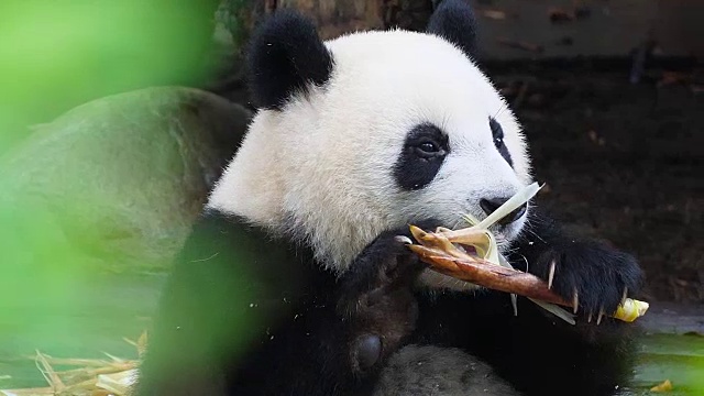 大熊猫吃竹子视频素材