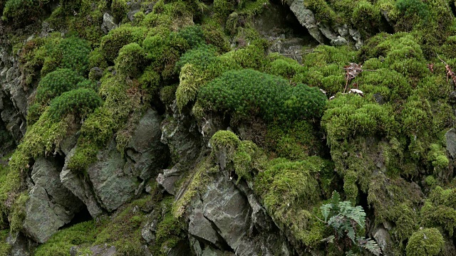 欧洲德国莱茵兰-普法尔茨石英岩上的苔藓视频素材