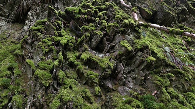 欧洲德国莱茵兰-普法尔茨石英岩上的苔藓视频素材