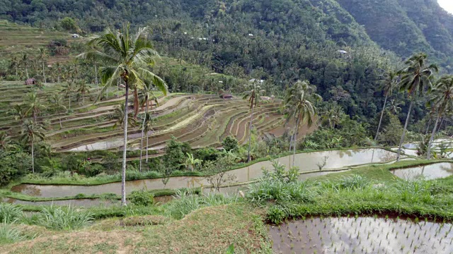 巴厘岛中部的稻田景观视频素材