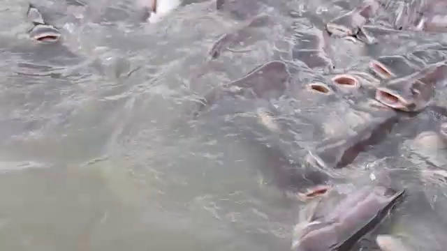 河里的黑耳鲶鱼视频素材