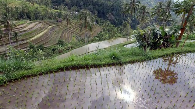 巴厘岛中部的稻田景观视频素材