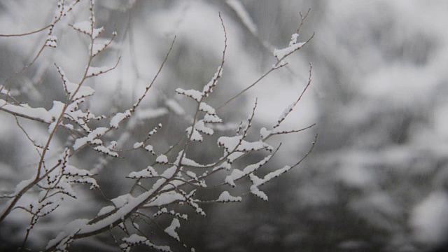 飘落的雪花和树枝在强风中摇摆，模糊了背景。视频素材