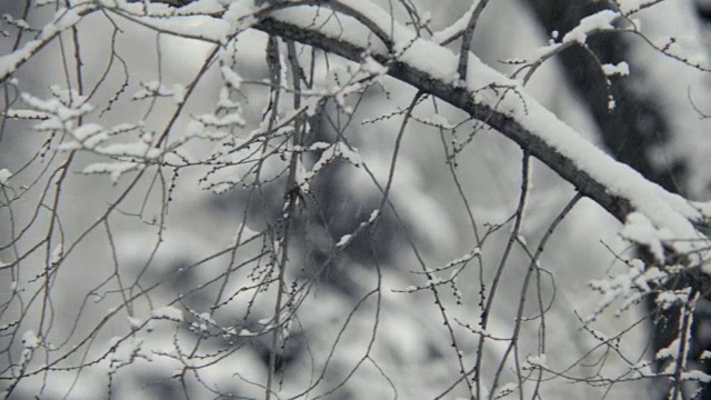 在飘落的雪花的模糊背景上，覆盖着雪的树枝。视频素材