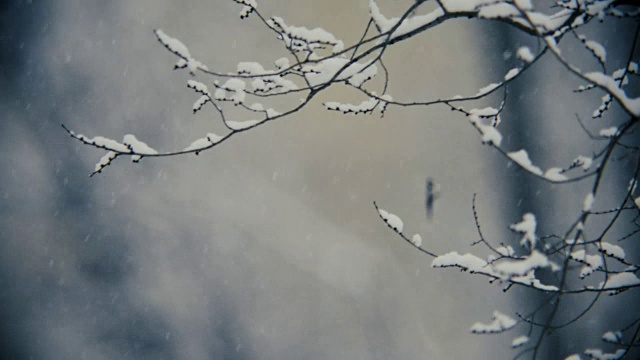 飘落的雪花和树枝在强风中摇摆，模糊了背景。视频素材