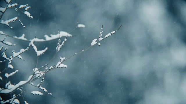 飘落的雪花和树枝在强风中摇摆，模糊了背景。视频素材