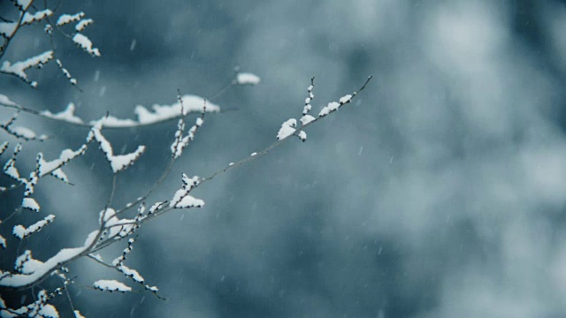 飘落的雪花和树枝在强风中摇摆，模糊了背景。视频素材