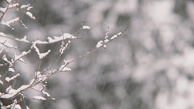 飘落的雪花和树枝在强风中摇摆，模糊了背景。视频素材