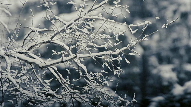 在飘落的雪花的模糊背景上，覆盖着雪的树枝。视频素材