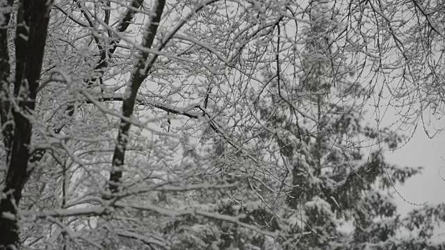 树枝上覆盖着积雪，背景上雪花纷飞，背景模糊。视频素材