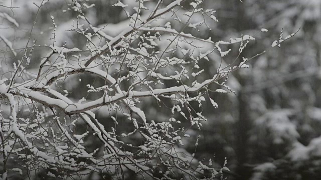 树枝上覆盖着积雪，背景上雪花纷飞，背景模糊。视频素材