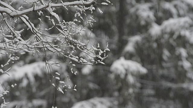 在飘落的雪花的模糊背景上，覆盖着雪的树枝。视频素材