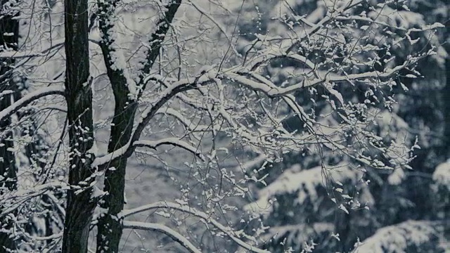 在飘落的雪花的模糊背景上，覆盖着雪的树枝。视频素材