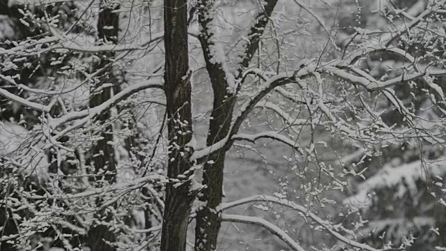 在飘落的雪花的模糊背景上，覆盖着雪的树枝。视频素材