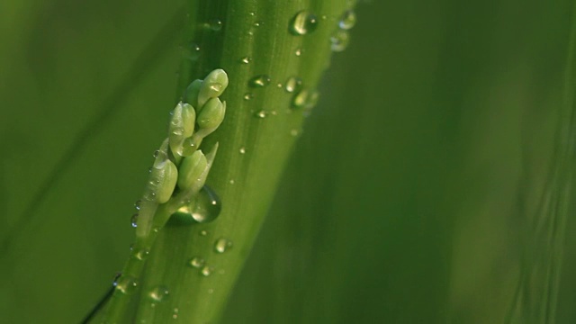 雨落在铃兰的幼花上视频下载