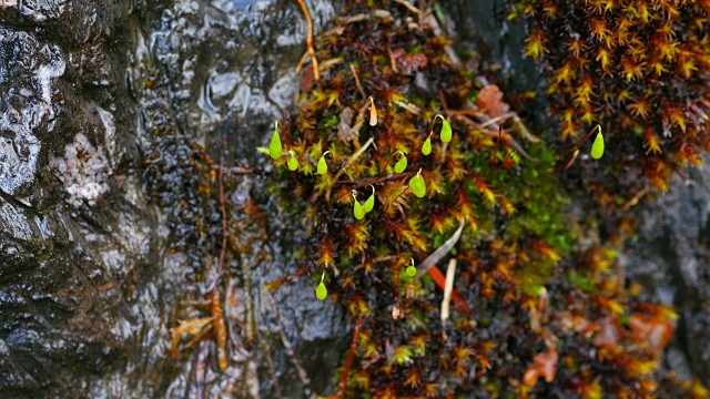 近距离观察石板岩上的苔藓，莱茵兰-普法尔茨，德国，欧洲视频素材