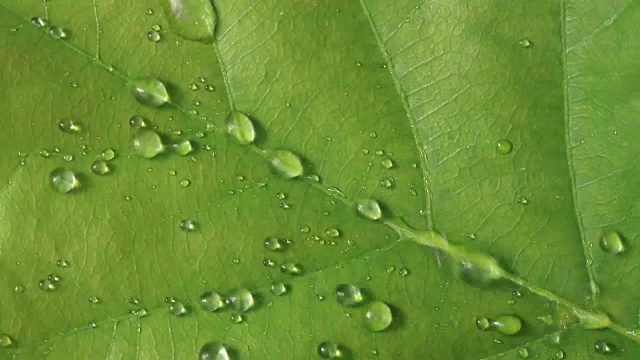 雨滴落在绿叶上视频下载