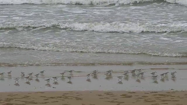 年轻的海鸥在海滩上散步视频素材