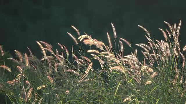 4K绿草在风中视频素材